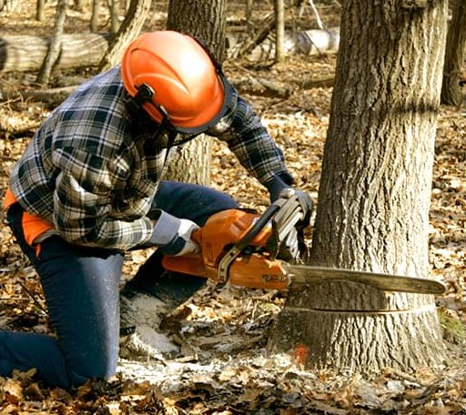 Tree Removal in Warsaw, VA